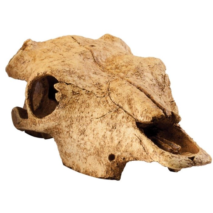 EXO TERRA Buffalo Skull - byvolia lebka 